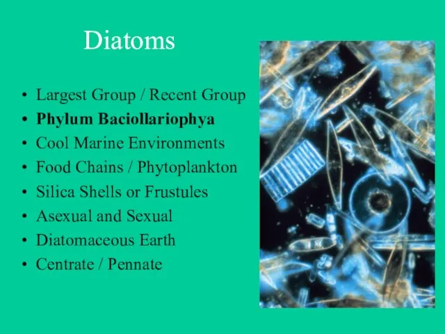 Diatoms Largest Group / Recent Group Phylum Baciollariophya Cool Marine Environments