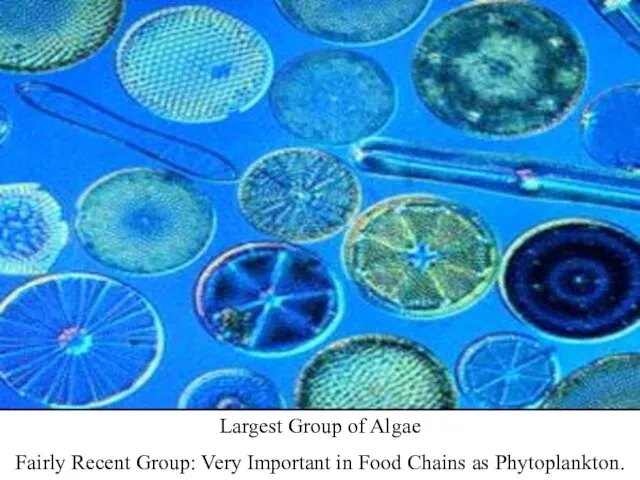 Largest Group of Algae Fairly Recent Group: Very Important in Food Chains as Phytoplankton.