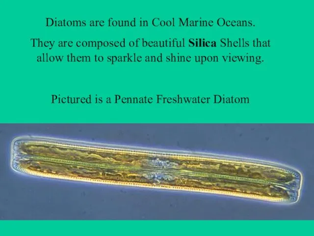 Diatoms are found in Cool Marine Oceans. They are composed of