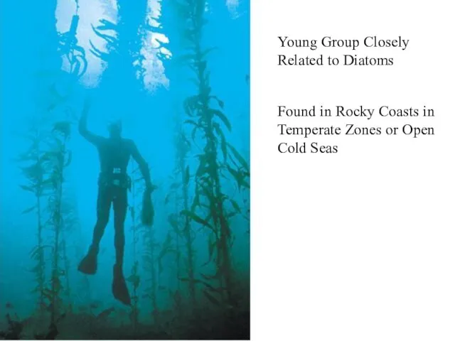 Young Group Closely Related to Diatoms Found in Rocky Coasts in