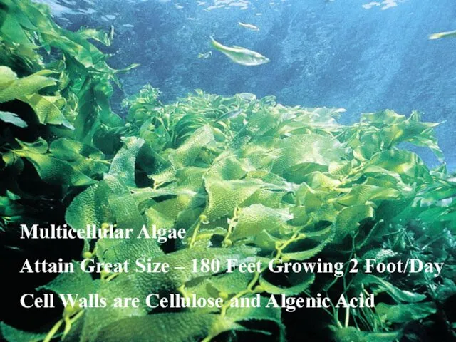 Multicellular Algae Attain Great Size – 180 Feet Growing 2 Foot/Day