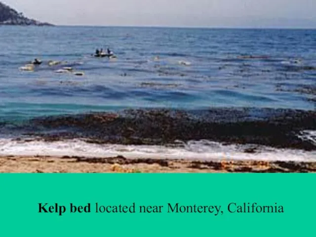 Kelp bed located near Monterey, California