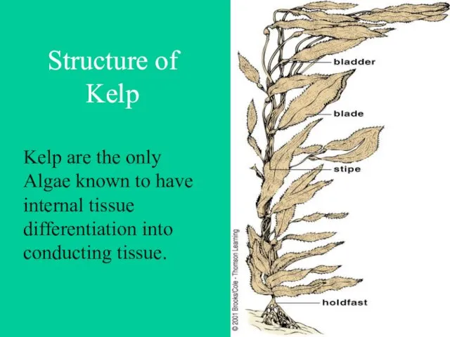 Structure of Kelp Kelp are the only Algae known to have