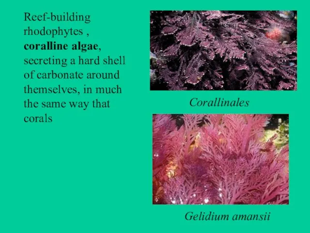 Gelidium amansii Reef-building rhodophytes , coralline algae, secreting a hard shell