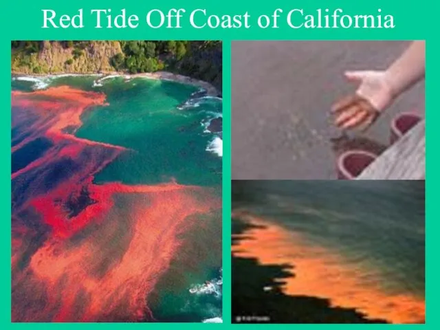 Red Tide Off Coast of California