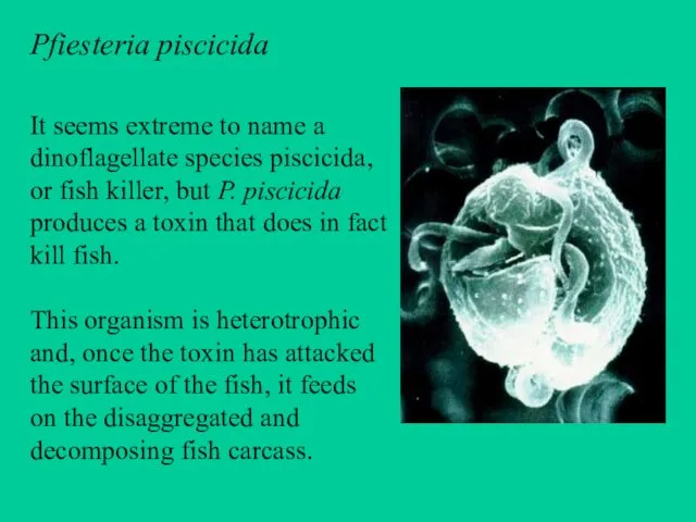 Pfiesteria piscicida It seems extreme to name a dinoflagellate species piscicida,