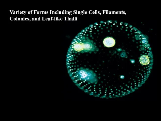 Variety of Forms Including Single Cells, Filaments, Colonies, and Leaf-like Thalli