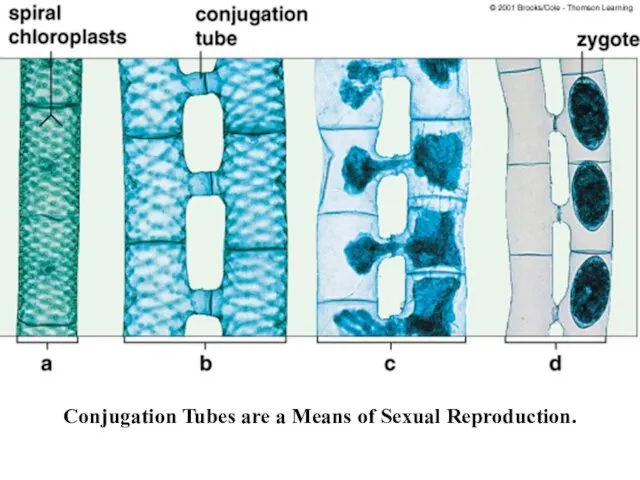 Conjugation Tubes are a Means of Sexual Reproduction.