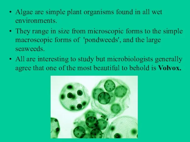 Algae are simple plant organisms found in all wet environments. They