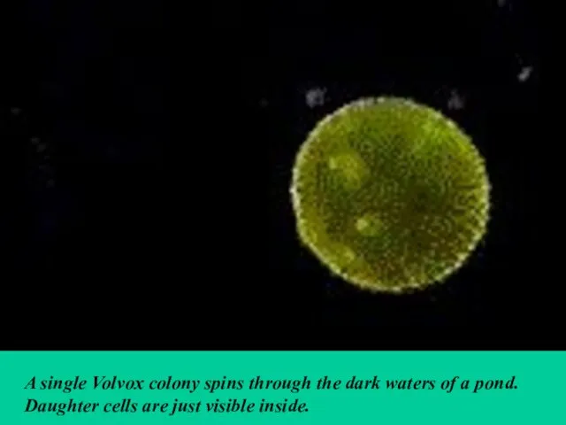 A single Volvox colony spins through the dark waters of a