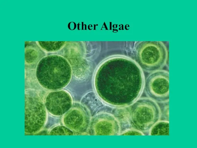 Other Algae