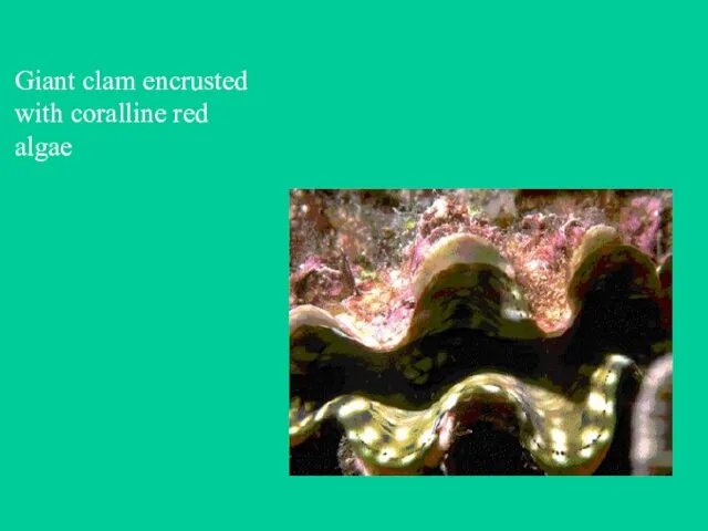 Giant clam encrusted with coralline red algae