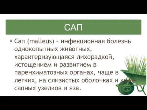 САП Сап (malleus) – инфекционная болезнь однокопытных животных, характеризующаяся лихорадкой, истощением