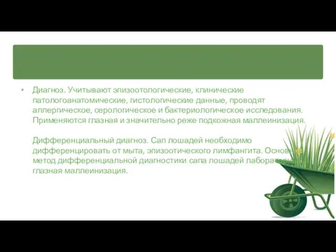 Диагноз. Учитывают эпизоотологические, клинические патологоанатомические, гистологические данные, проводят аллергическое, серологическое и