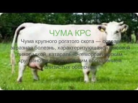 ЧУМА КРС Чума крупного рогатого скота — острая заразная болезнь, характеризующаяся