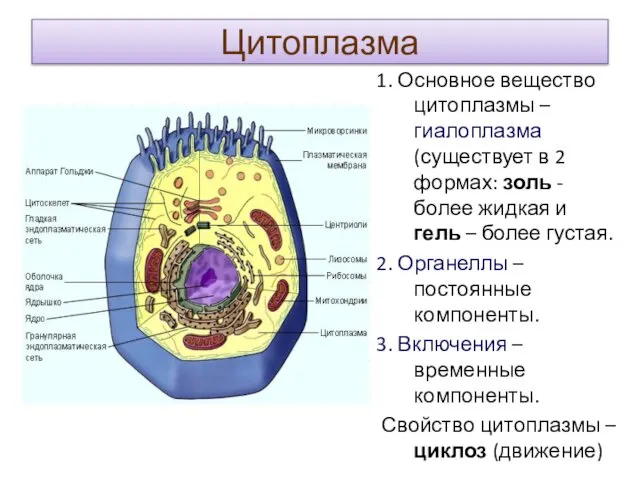 Цитоплазма 1. Основное вещество цитоплазмы – гиалоплазма (существует в 2 формах: