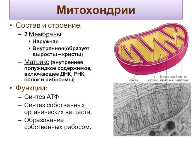 Митохондрии Состав и строение: 2 Мембраны Наружная Внутренняя(образует выросты – кристы)