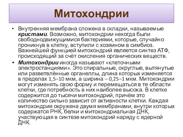 Митохондрии Внутренняя мембрана сложена в складки, называемые кристами. Возможно, митохондрии некогда