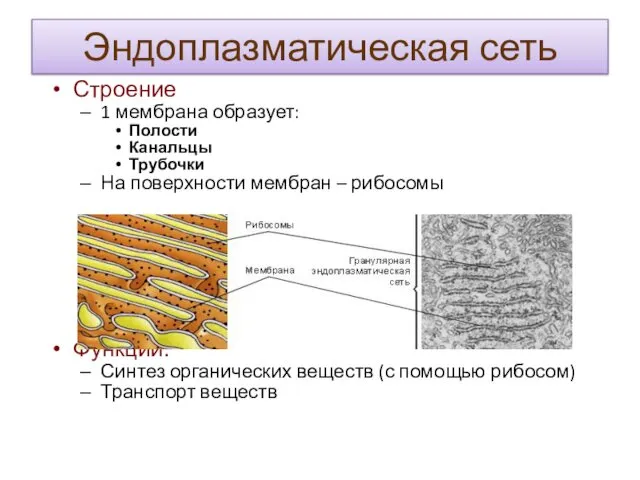 Эндоплазматическая сеть Строение 1 мембрана образует: Полости Канальцы Трубочки На поверхности