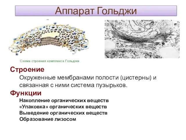 Аппарат Гольджи Строение Окруженные мембранами полости (цистерны) и связанная с ними