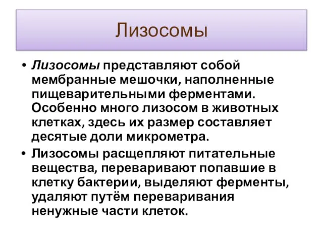 Лизосомы Лизосомы представляют собой мембранные мешочки, наполненные пищеварительными ферментами. Особенно много