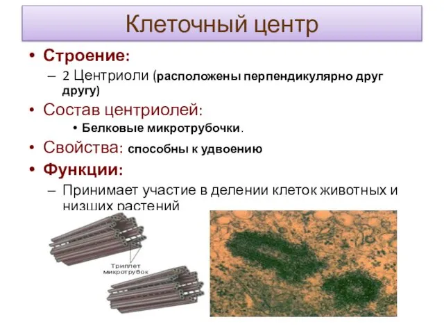 Клеточный центр Строение: 2 Центриоли (расположены перпендикулярно друг другу) Состав центриолей: