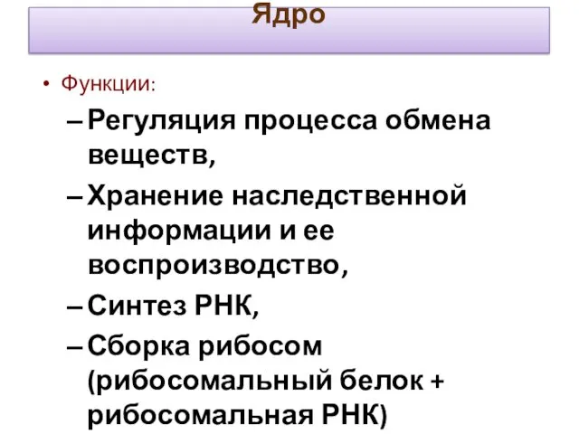 Функции: Регуляция процесса обмена веществ, Хранение наследственной информации и ее воспроизводство,