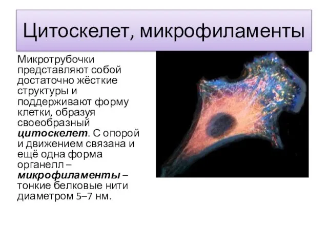 Цитоскелет, микрофиламенты Микротрубочки представляют собой достаточно жёсткие структуры и поддерживают форму