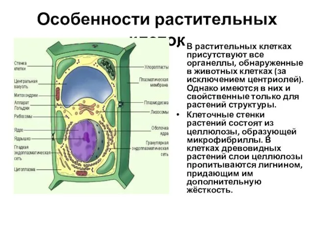 Особенности растительных клеток В растительных клетках присутствуют все органеллы, обнаруженные в