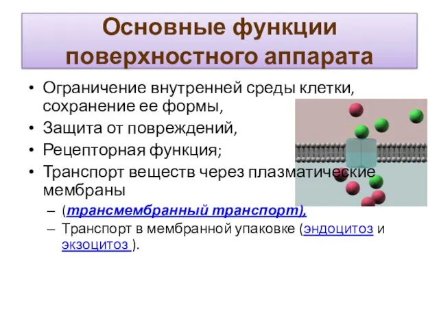 Основные функции поверхностного аппарата Ограничение внутренней среды клетки, сохранение ее формы,