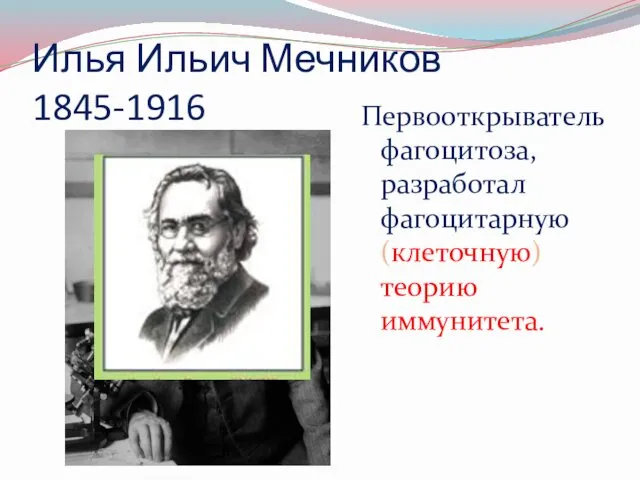 Илья Ильич Мечников 1845-1916 Первооткрыватель фагоцитоза, разработал фагоцитарную (клеточную) теорию иммунитета.