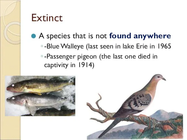 Extinct A species that is not found anywhere -Blue Walleye (last