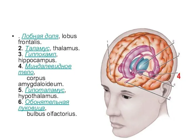 . Лобная доля, lobus frontalis. 2. Таламус, thalamus. 3. Гиппокамп, hippocampus.