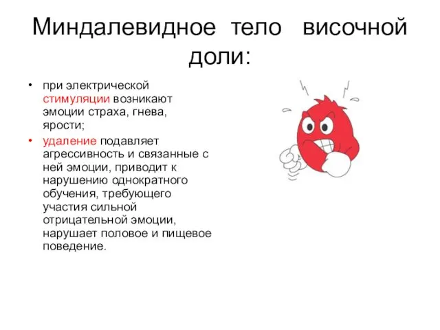 Миндалевидное тело височной доли: при электрической стимуляции возникают эмоции страха, гнева,