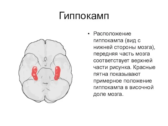 Гиппокамп Расположение гиппокампа (вид с нижней стороны мозга), передняя часть мозга