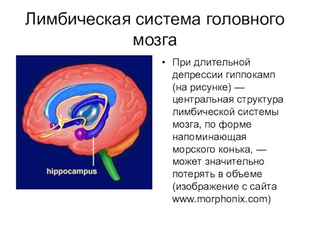 Лимбическая система головного мозга При длительной депрессии гиппокамп (на рисунке) —