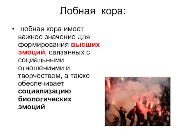 Лобная кора: лобная кора имеет важное значение для формирования высших эмоций,