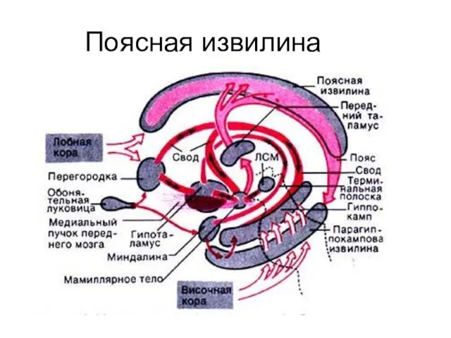 Поясная извилина