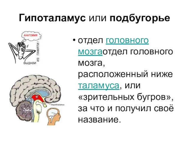 Гипоталамус или подбугорье отдел головного мозгаотдел головного мозга, расположенный ниже таламуса,