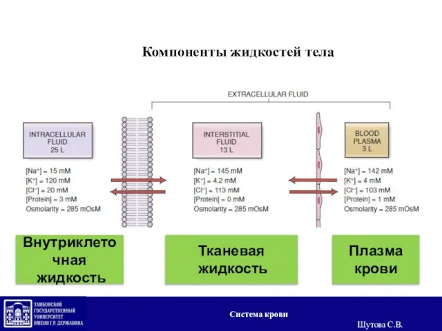 Компоненты жидкостей тела Внутриклеточная жидкость Тканевая жидкость Плазма крови Система крови Шутова С.В.