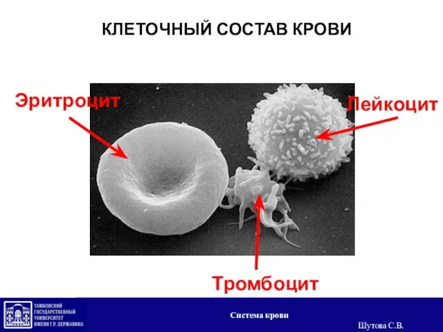 КЛЕТОЧНЫЙ СОСТАВ КРОВИ Эритроцит Лейкоцит Тромбоцит Система крови Шутова С.В.