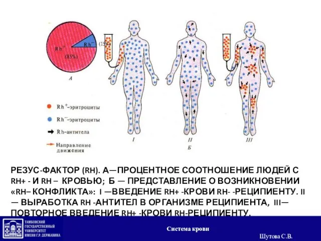 РЕЗУС-ФАКТОР (RH). А—ПРОЦЕНТНОЕ СООТНОШЕНИЕ ЛЮДЕЙ С RH+ - И RH –