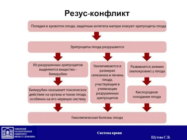 Резус-конфликт Система крови Шутова С.В.