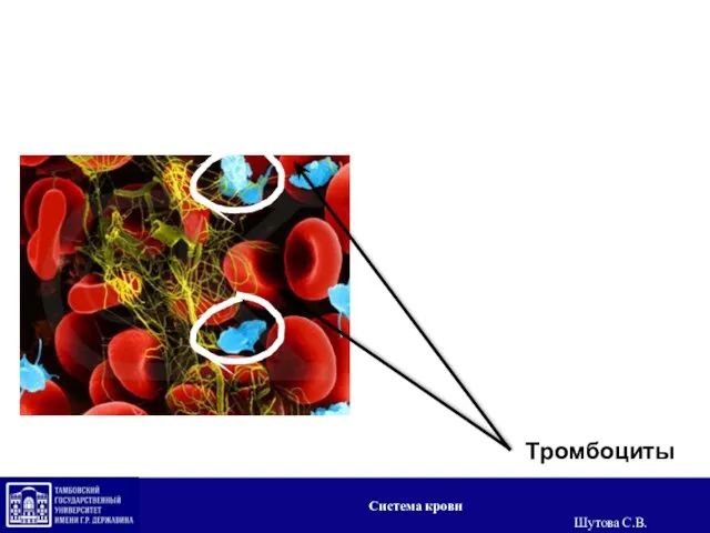 Тромбоциты Система крови Шутова С.В.