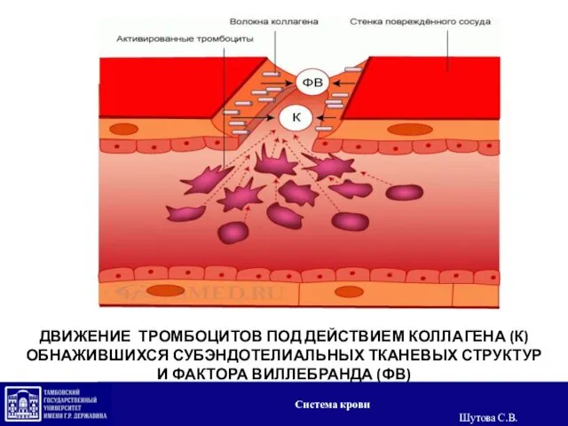 ДВИЖЕНИЕ ТРОМБОЦИТОВ ПОД ДЕЙСТВИЕМ КОЛЛАГЕНА (К) ОБНАЖИВШИХСЯ СУБЭНДОТЕЛИАЛЬНЫХ ТКАНЕВЫХ СТРУКТУР И