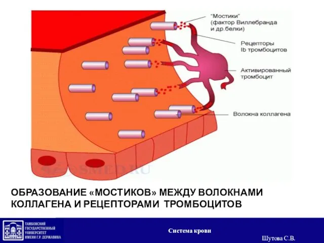 ОБРАЗОВАНИЕ «МОСТИКОВ» МЕЖДУ ВОЛОКНАМИ КОЛЛАГЕНА И РЕЦЕПТОРАМИ ТРОМБОЦИТОВ Система крови Шутова С.В.