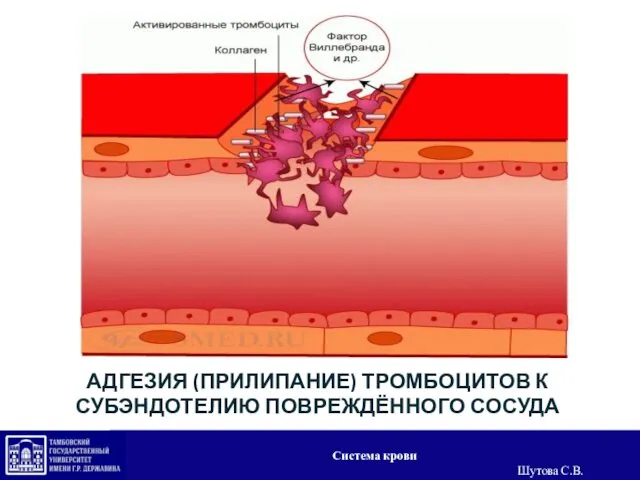 АДГЕЗИЯ (ПРИЛИПАНИЕ) ТРОМБОЦИТОВ К СУБЭНДОТЕЛИЮ ПОВРЕЖДЁННОГО СОСУДА Система крови Шутова С.В.