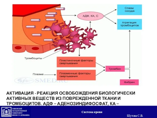 АКТИВАЦИЯ - РЕАКЦИЯ ОСВОБОЖДЕНИЯ БИОЛОГИЧЕСКИ АКТИВНЫХ ВЕЩЕСТВ ИЗ ПОВРЕЖДЕННОЙ ТКАНИ И