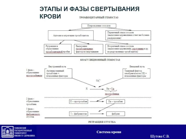 ЭТАПЫ И ФАЗЫ СВЕРТЫВАНИЯ КРОВИ Система крови Шутова С.В.