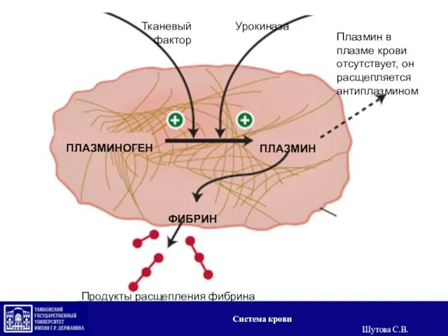 Урокиназа Тканевый фактор ПЛАЗМИНОГЕН ПЛАЗМИН ФИБРИН Плазмин в плазме крови отсутствует,